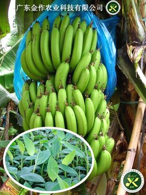 香蕉系列